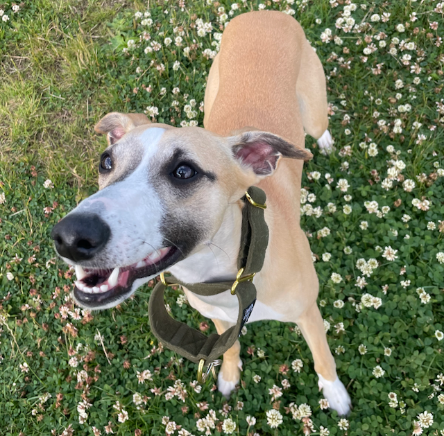 Maple the dog photo